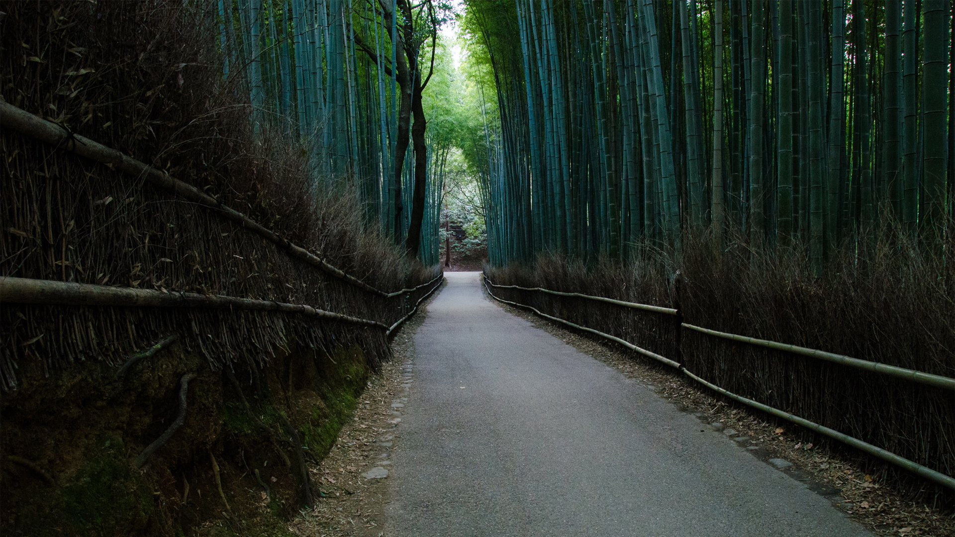 ['竹林 小道 围栏 风景 壁纸']