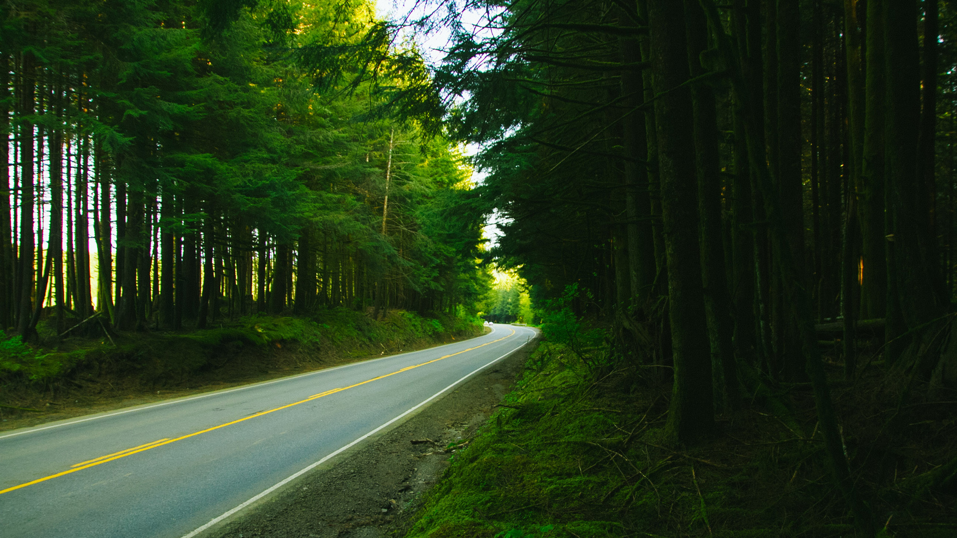 ['绿色森林 道路风景 高清壁纸 自然风光 护眼壁纸']