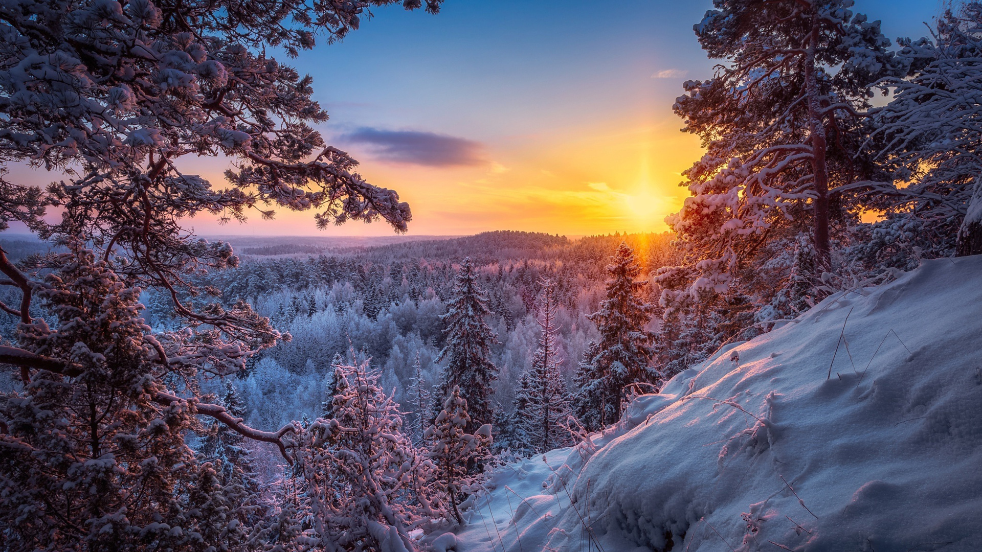 ['高清 冬季森林 雪景 太阳 自然风景 桌面壁纸']