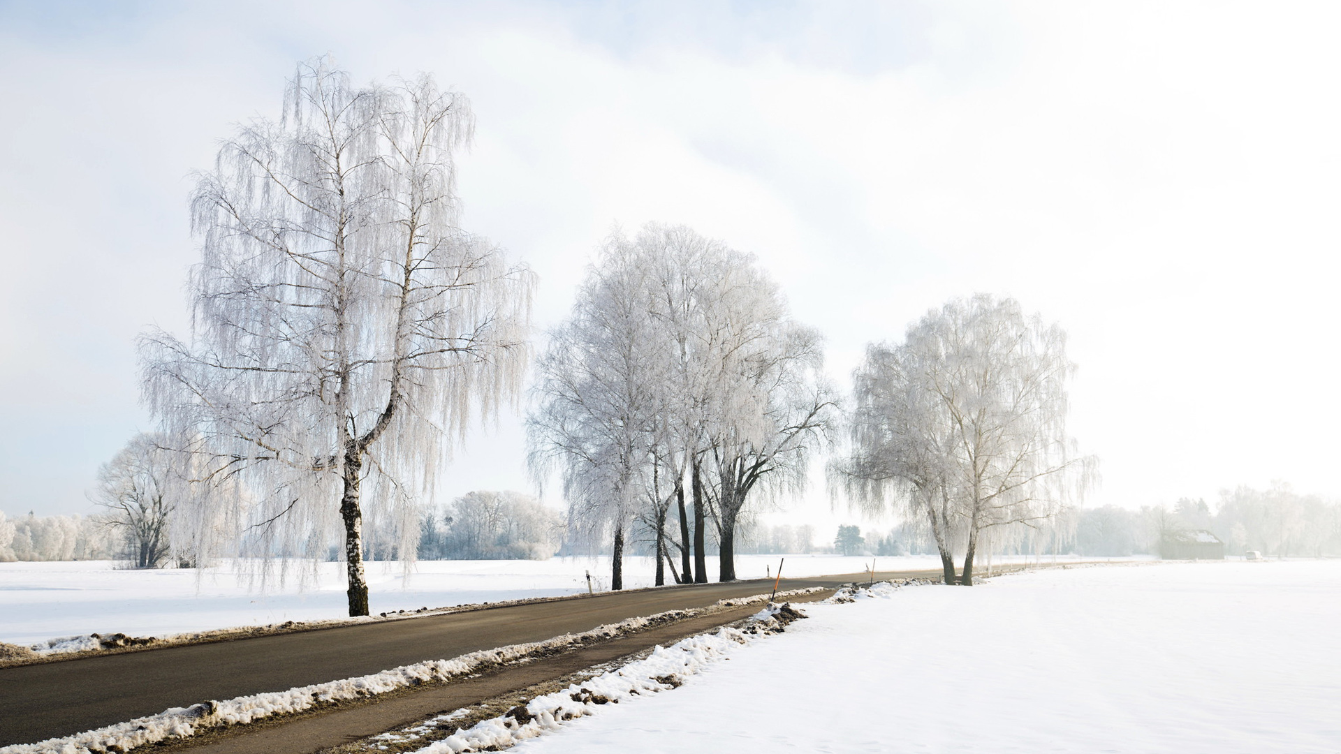 ['白桦树雪景高清壁纸 冬日仙境雪原风光']