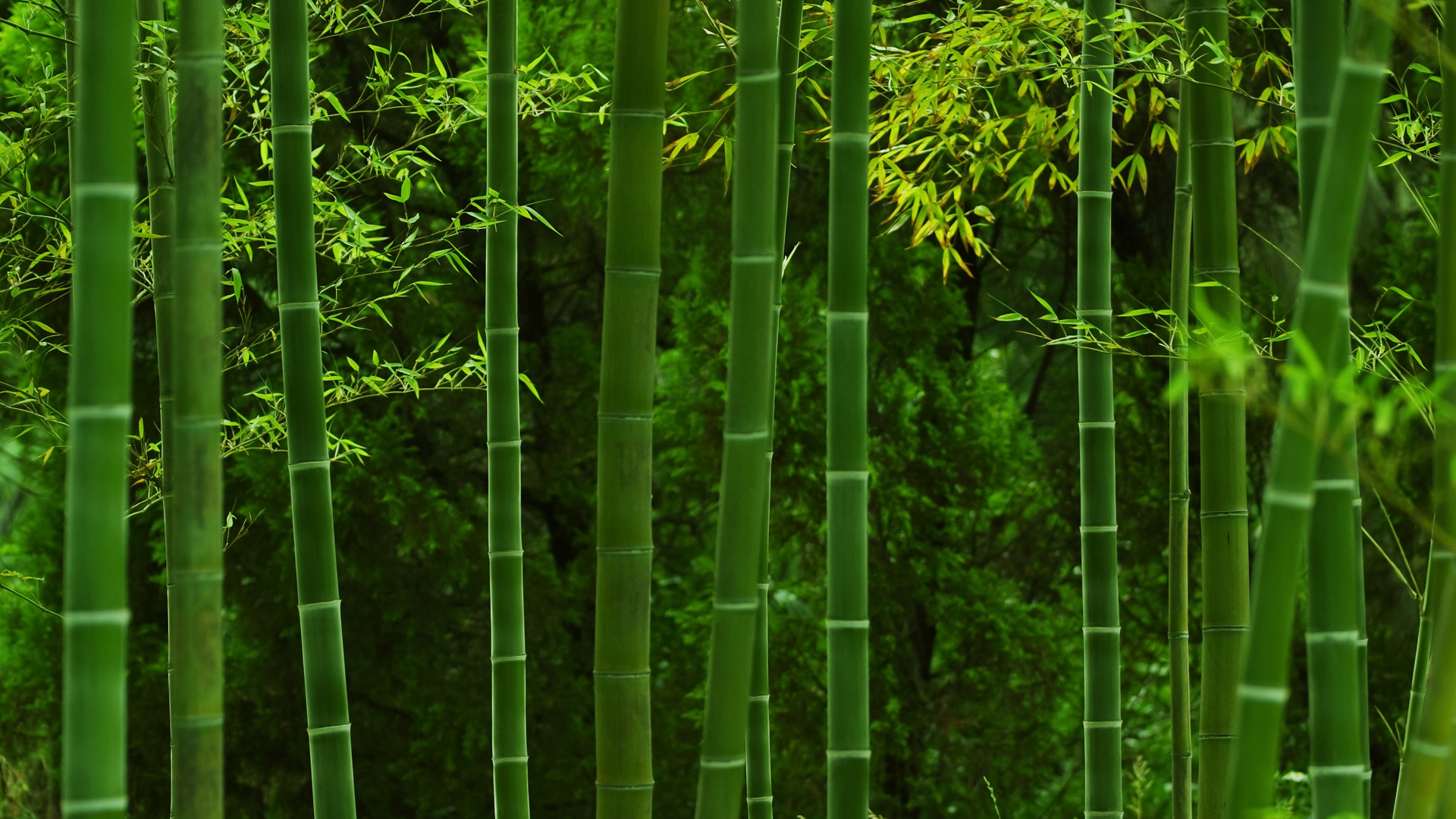 ['竹林风景摄影 唯美壁纸 高清自然']