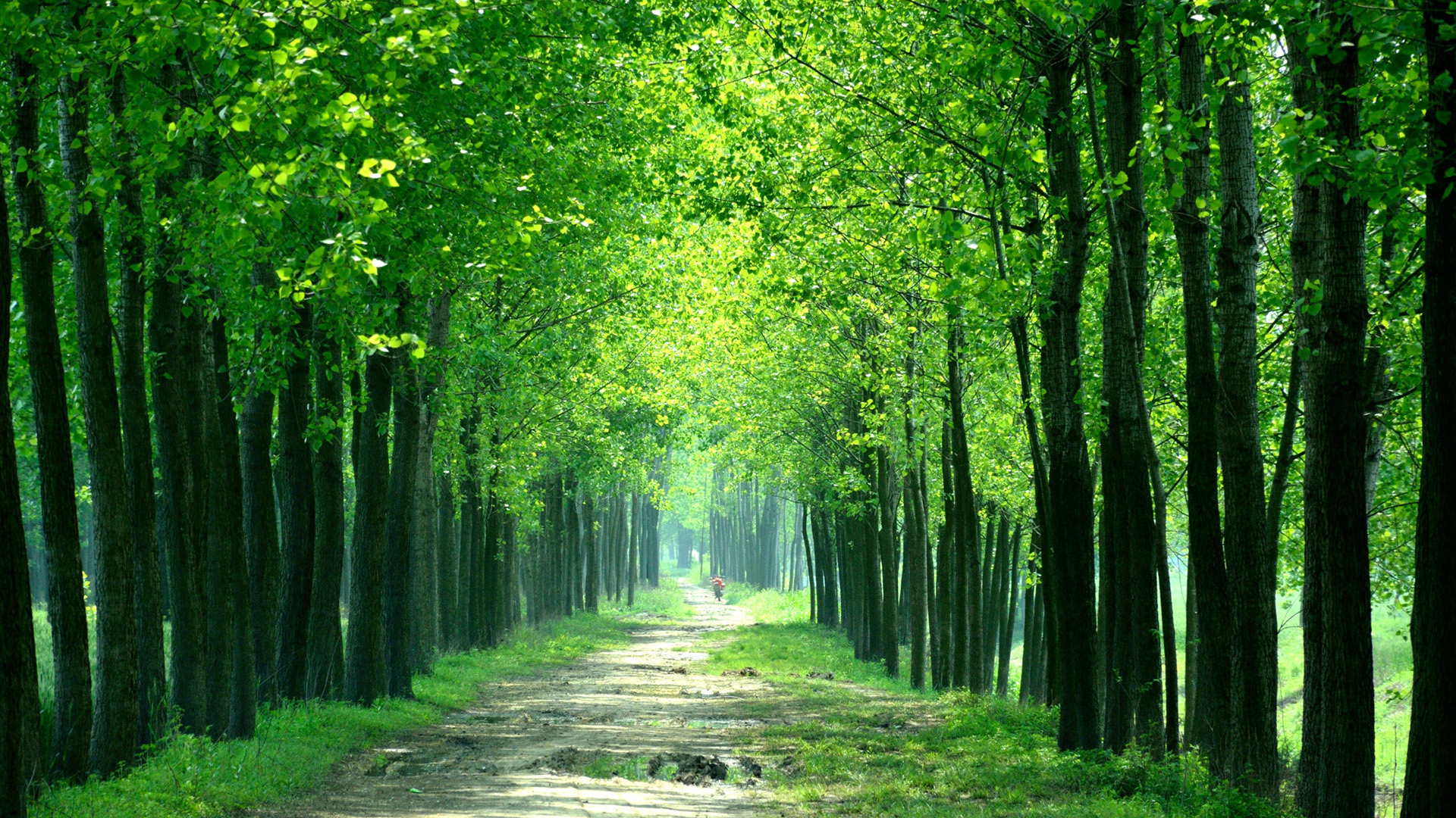 ['翠绿 林间小路 自然风景 高清壁纸']