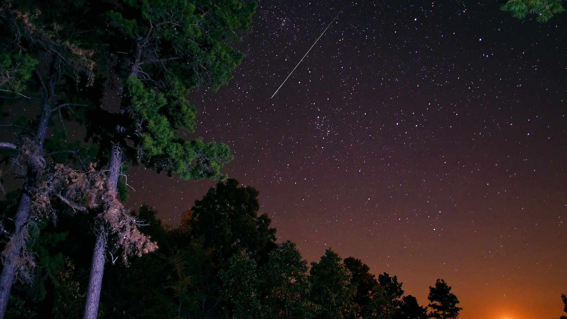 ['夜景星空森林松树高清桌面壁纸']