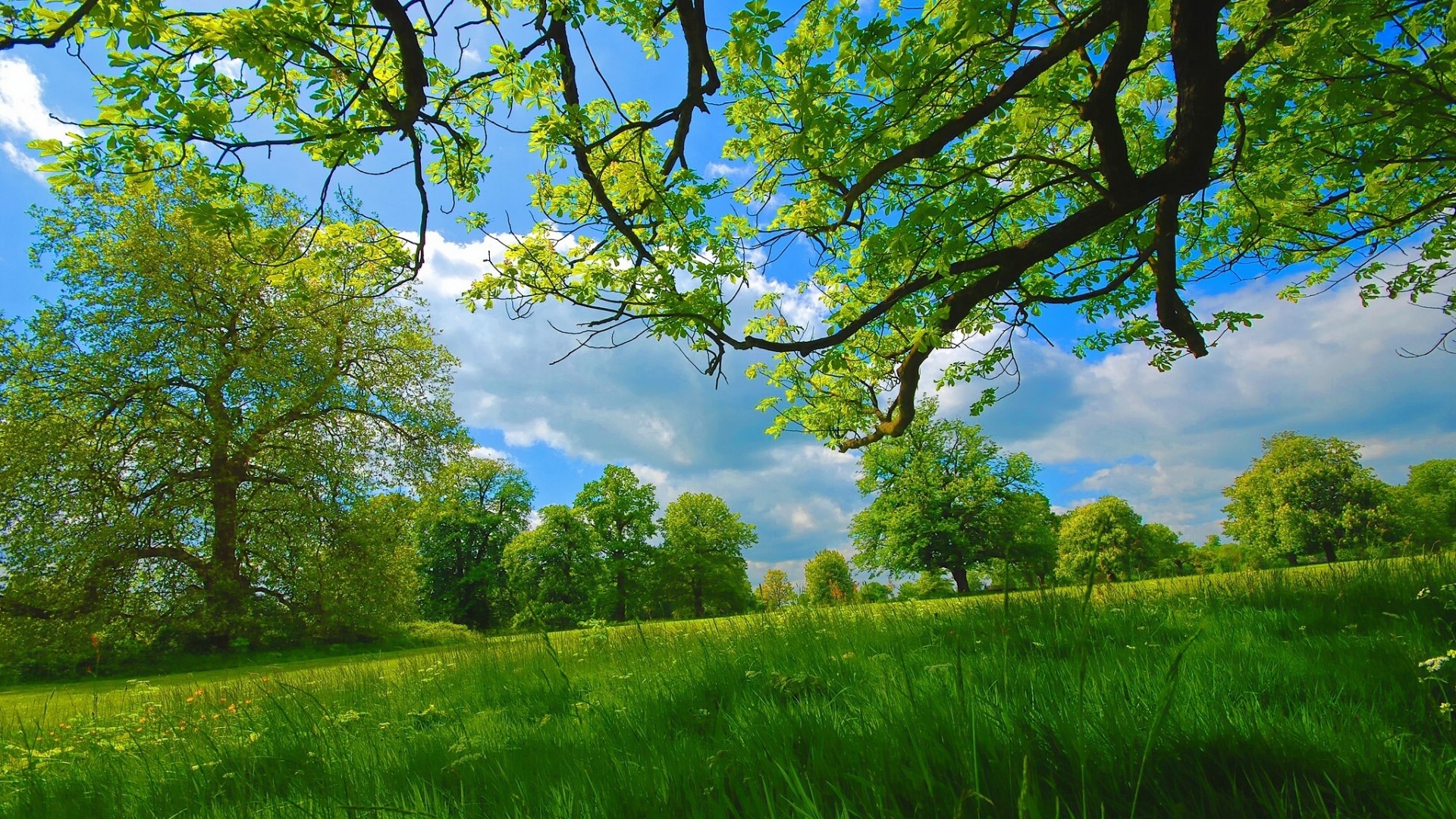 ['夏天 草地 树木 枝条 天空 蓝天白云 自然风景 护眼高清壁纸']