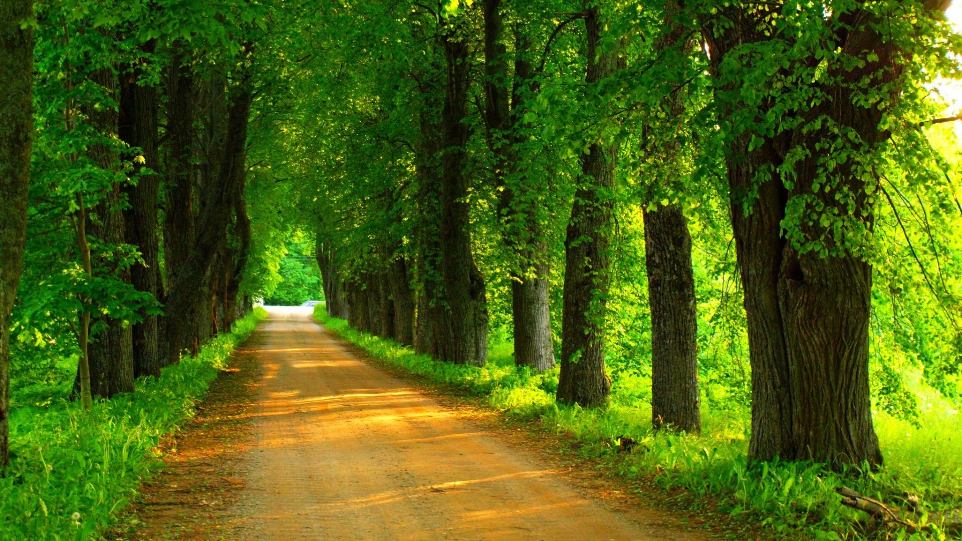 ['自然森林高清壁纸 树林道路风景桌面 4K自然风景']