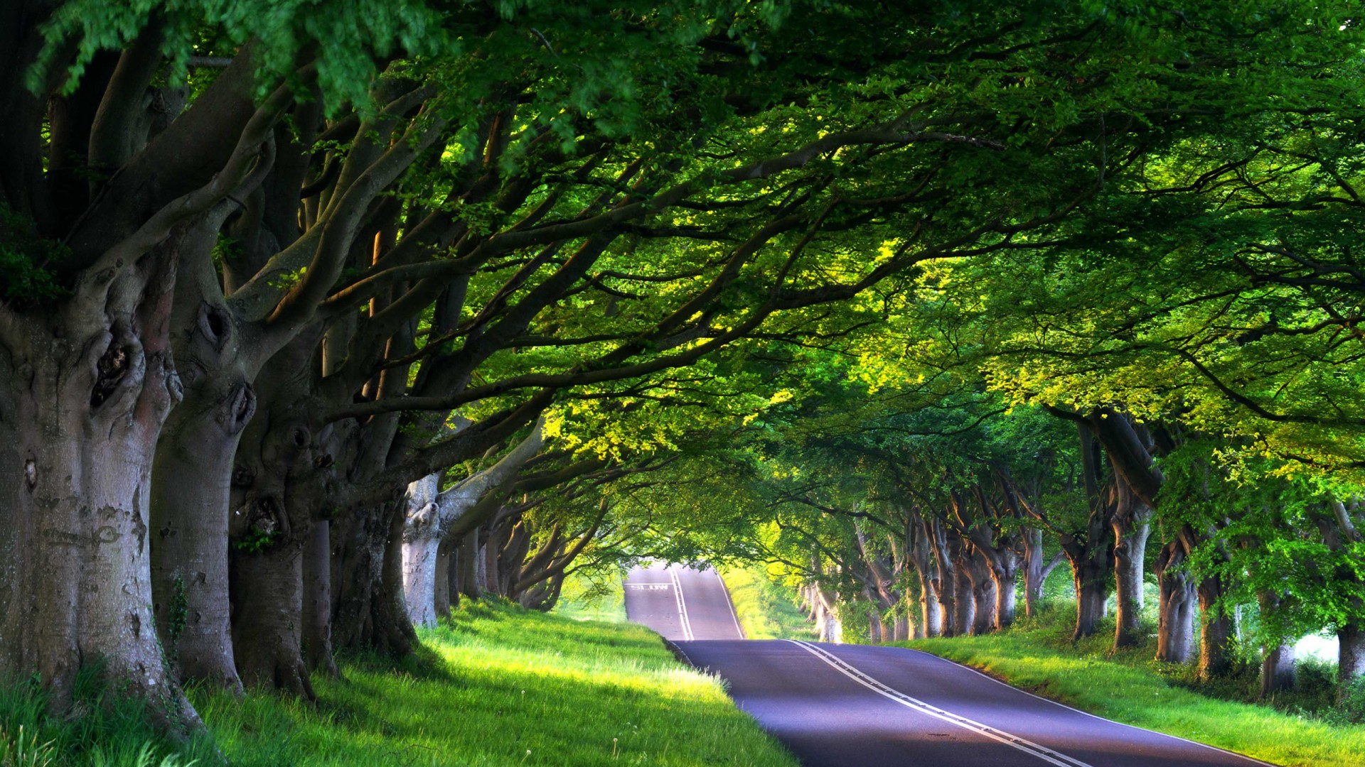 ['绿荫道路 树林 绿色草地 自然风景壁纸']