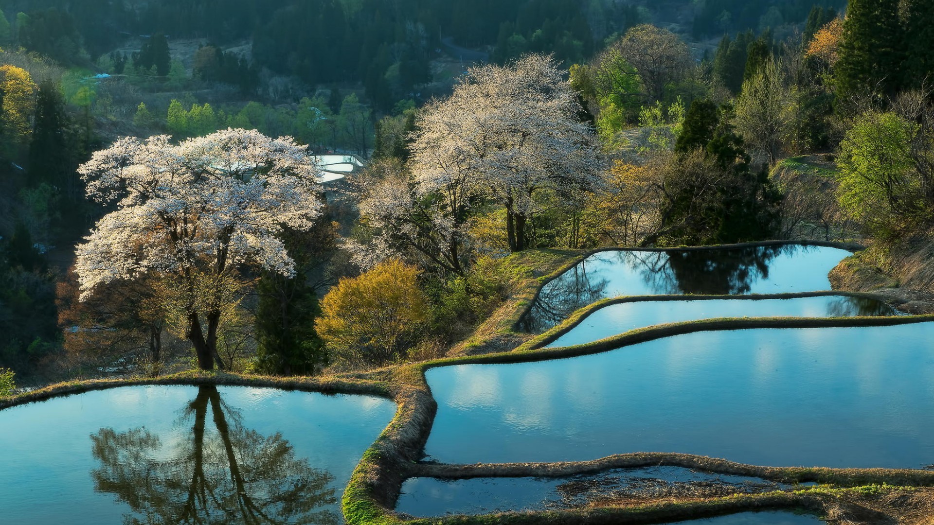 ['自然风光 种植园 山景 树木 水稻田 耕种 美丽乡村风景桌面壁纸']