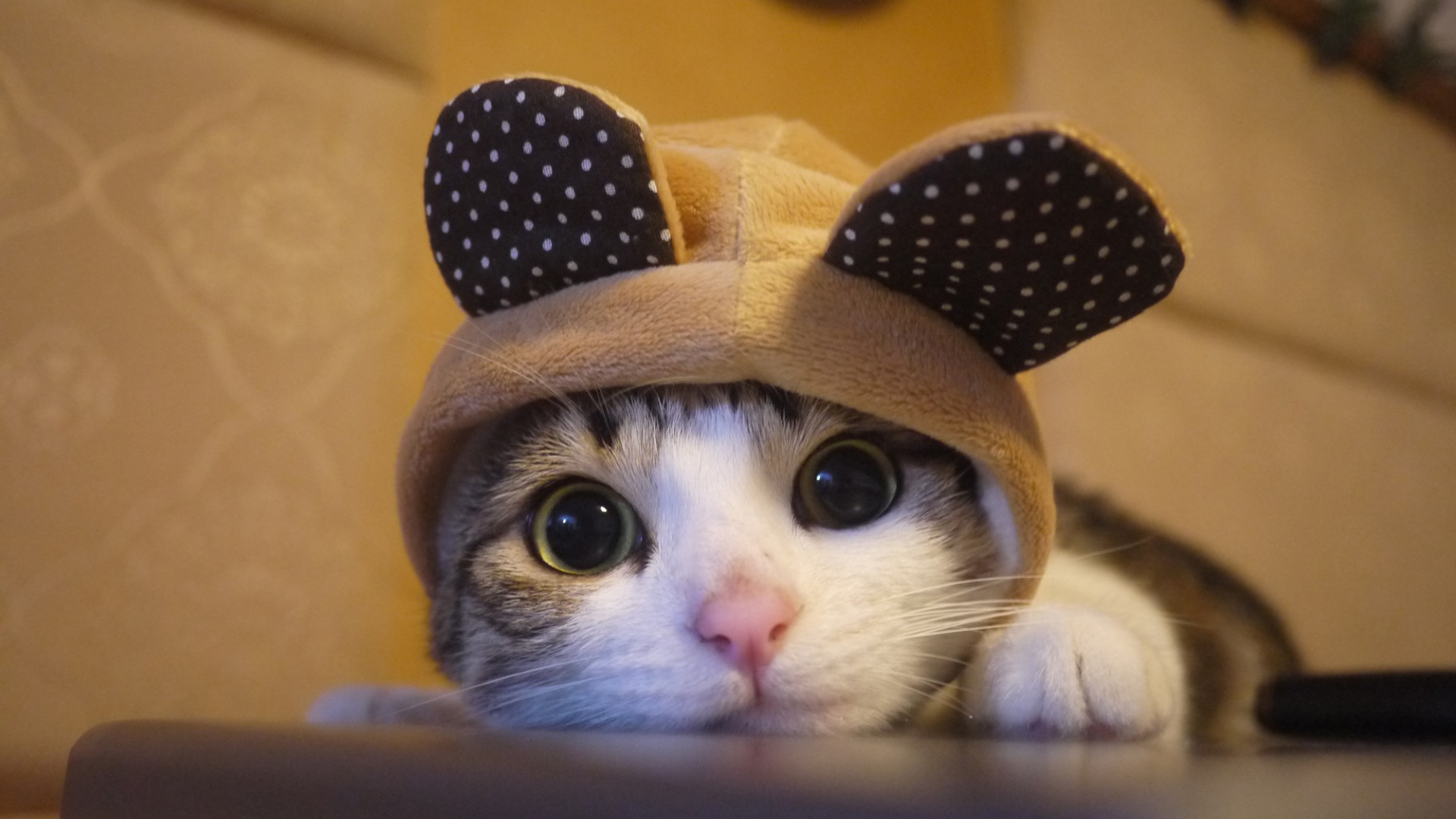 ['喵星人 小猫 可爱萌猫 桌面壁纸 高清']