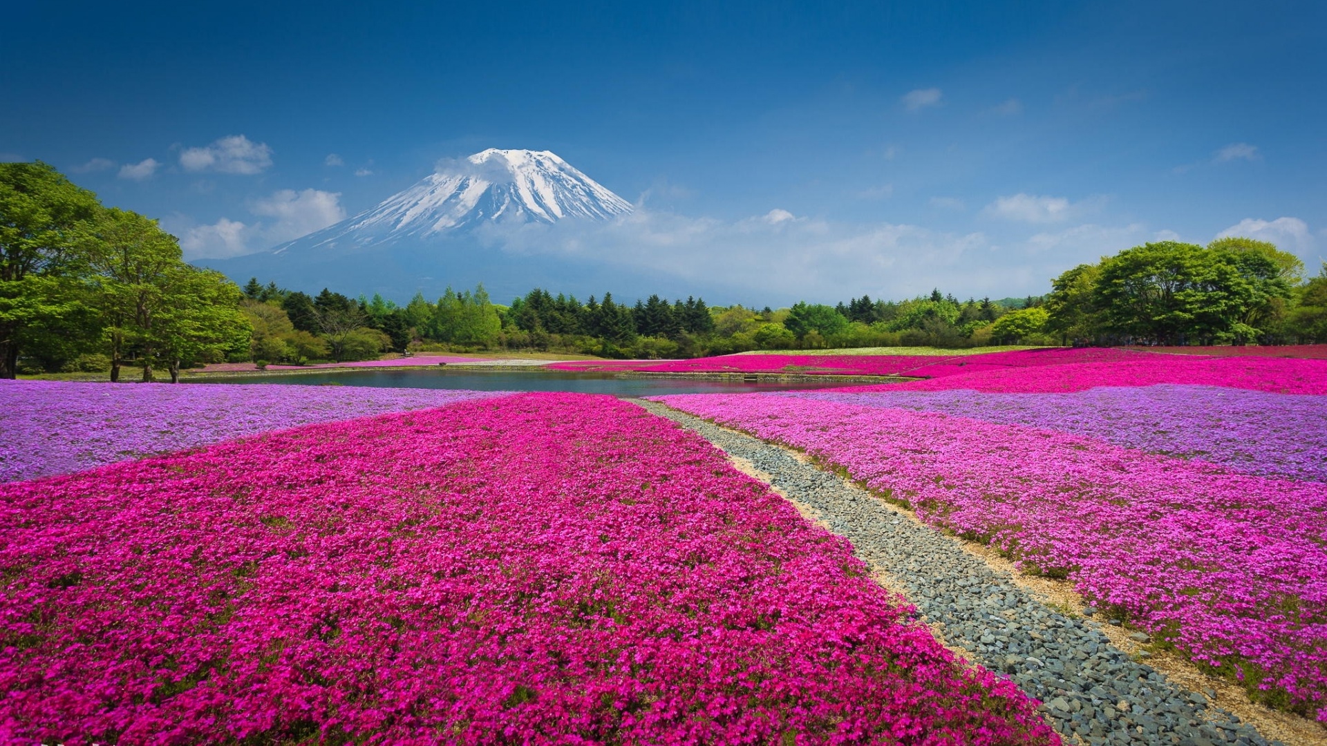 ['火山 鲜花 公园 风景 桌面壁纸']