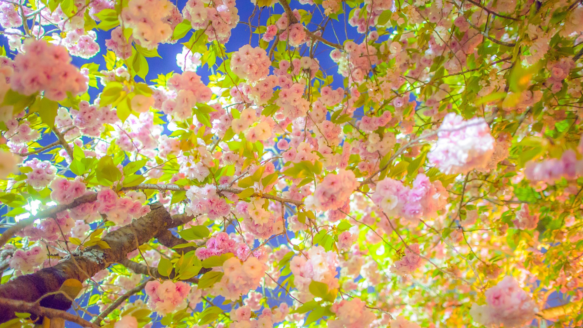 ['粉色花朵 春天 桌面壁纸 高清 唯美 樱花 桃花 小清新']