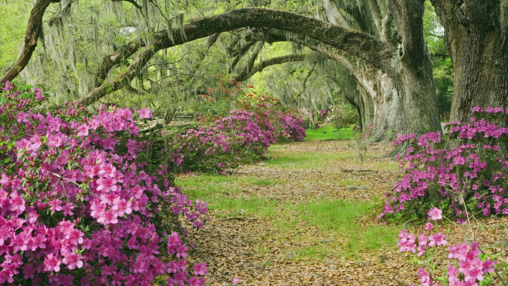 ['高清杜鹃花风景壁纸 森林草地桌面背景']