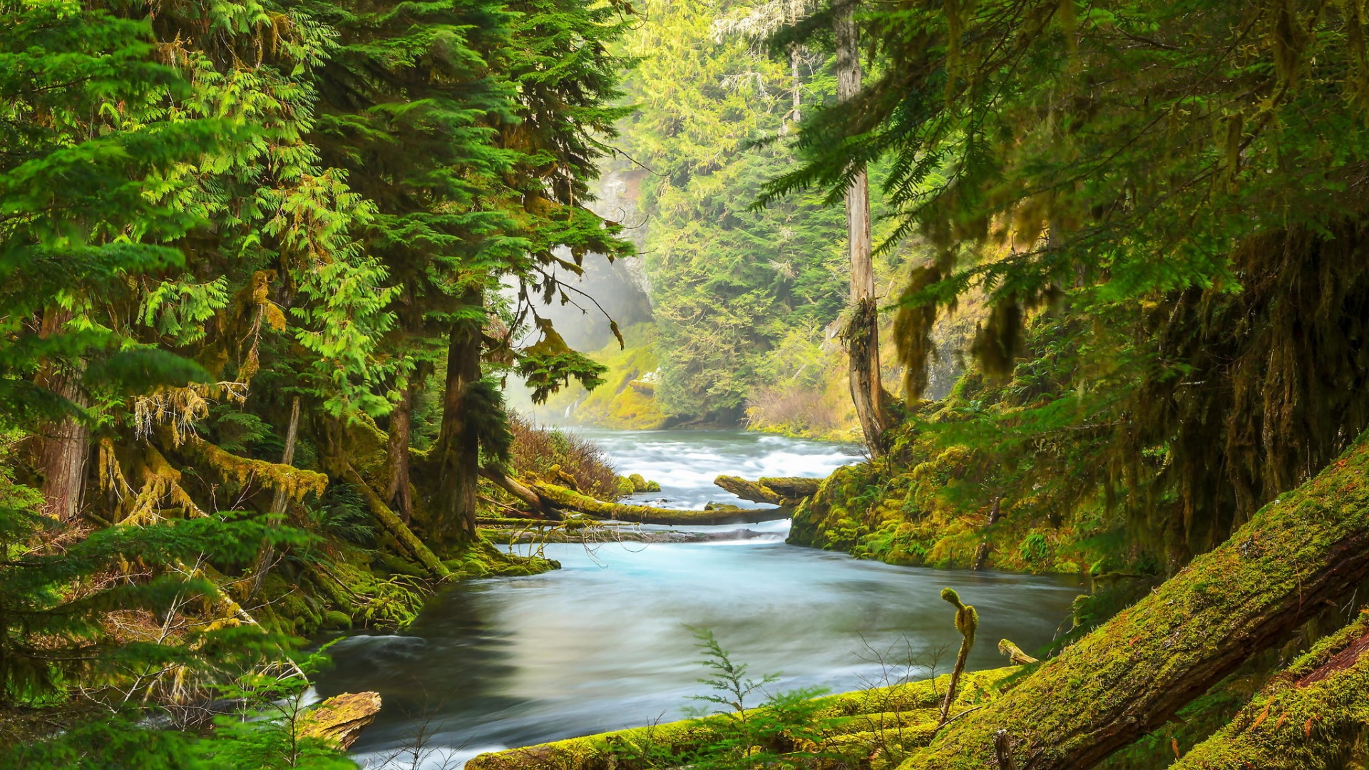 ['自然风景 森林 河流 青苔 树木 壁纸']
