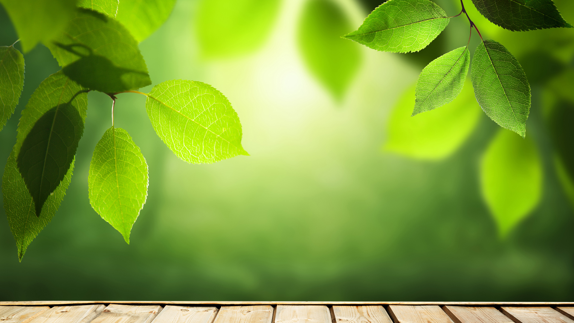 ['护眼绿叶桌面壁纸 清新自然植物背景']