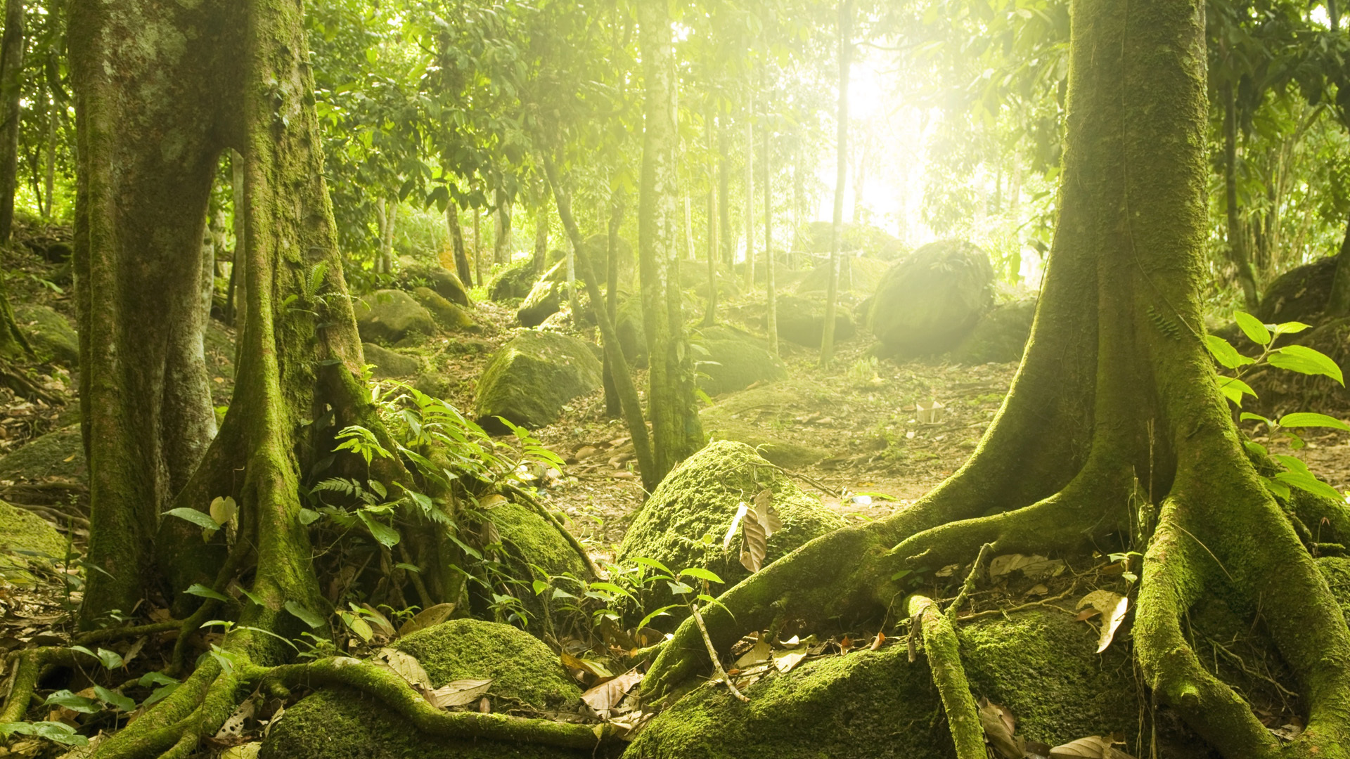 ['神秘森林 阳光苔藓 参天树木 自然风景 桌面壁纸']