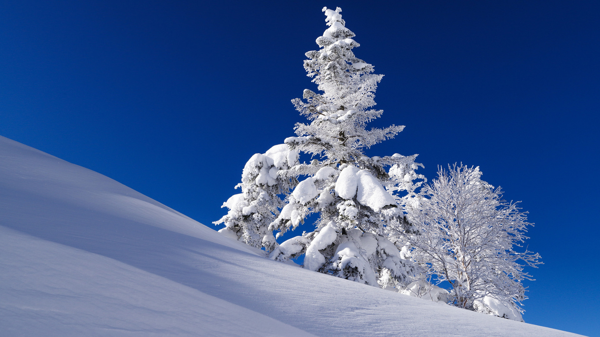['冬季雪景 山坡 杉木 天空 高清风景壁纸']