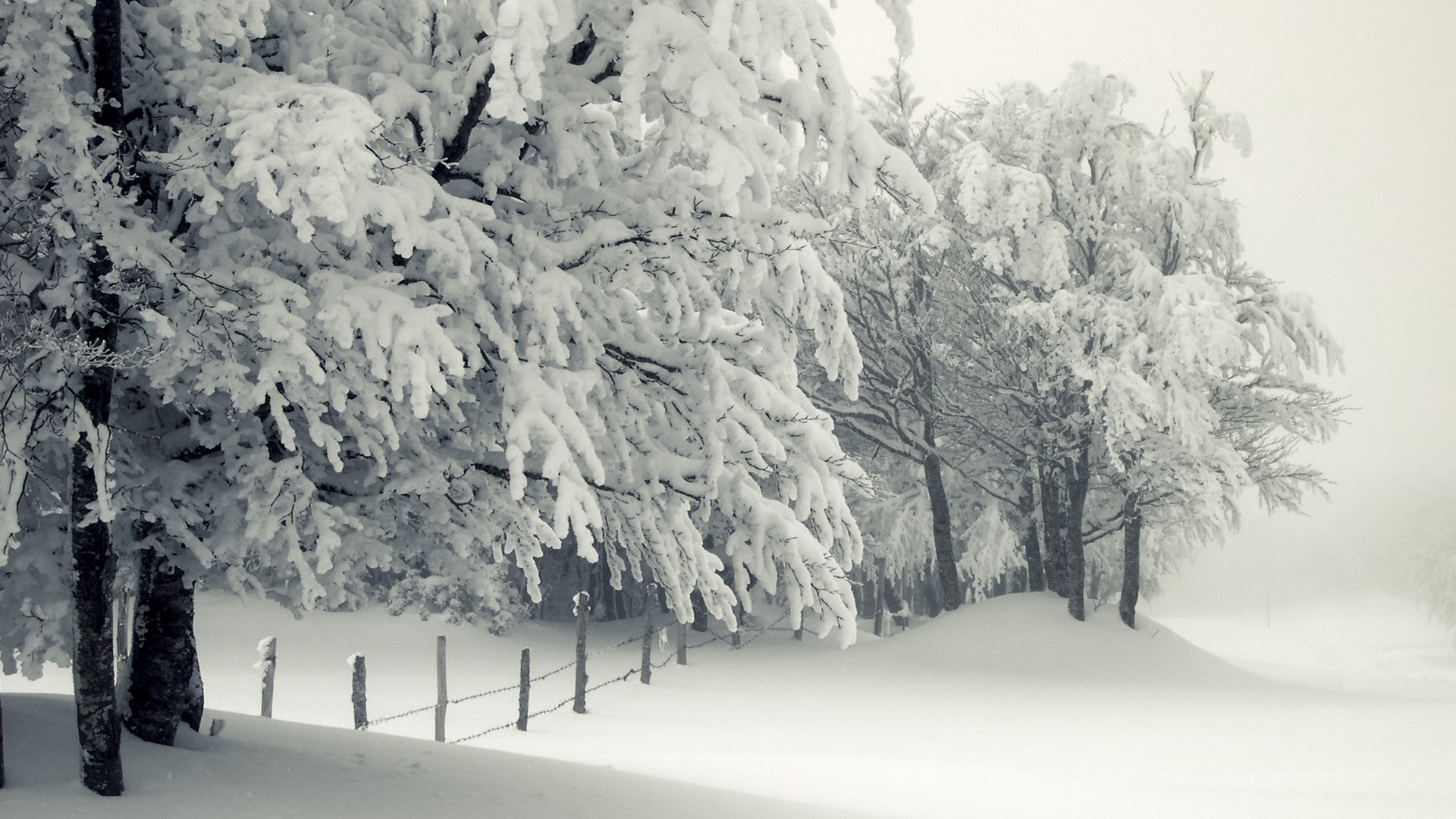 ['冬天 雪景 树 栅栏 风景 壁纸']