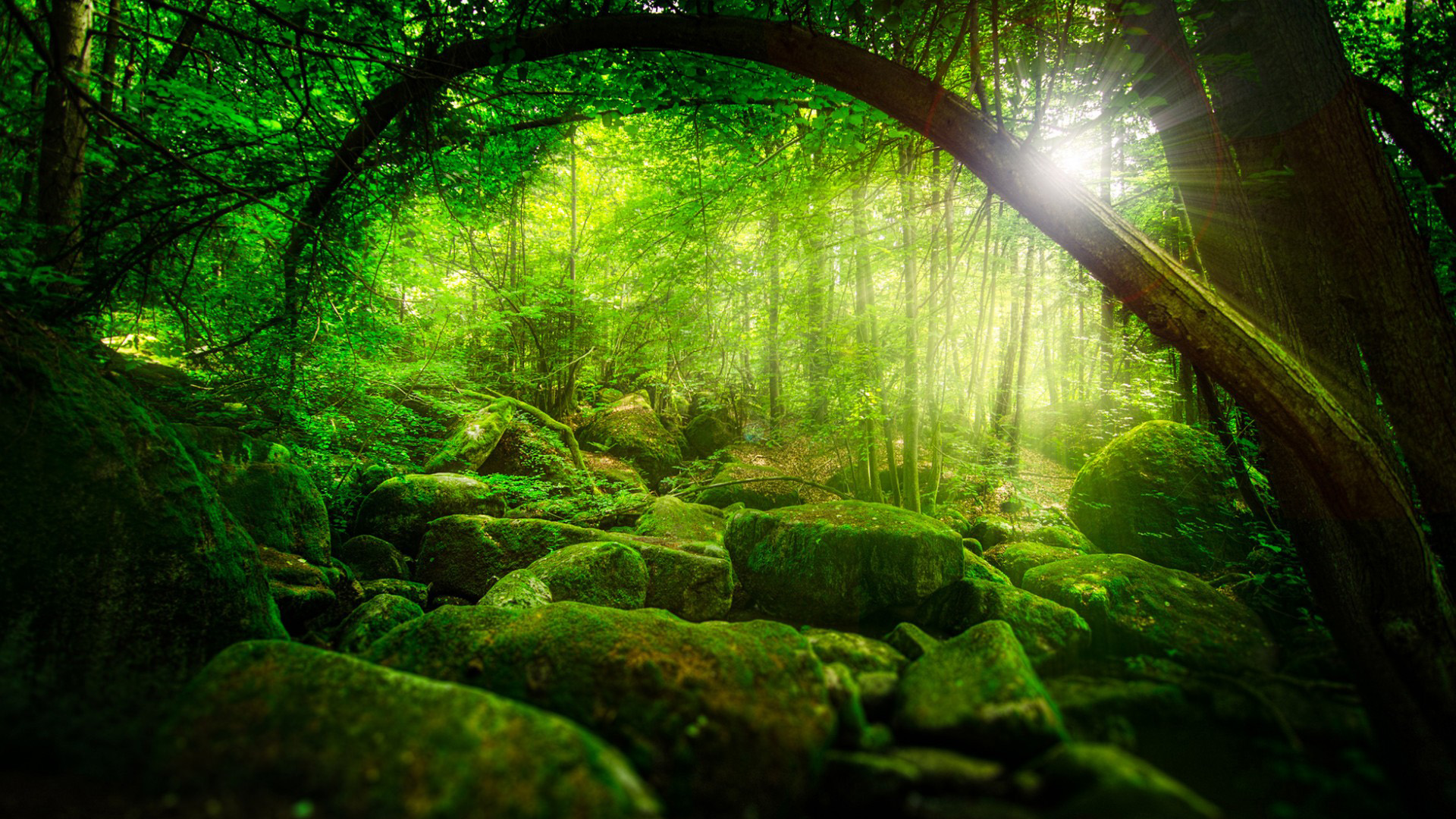 ['绿色苔藓 自然森林 树木 阳光 丛林 生态风景桌面壁纸']