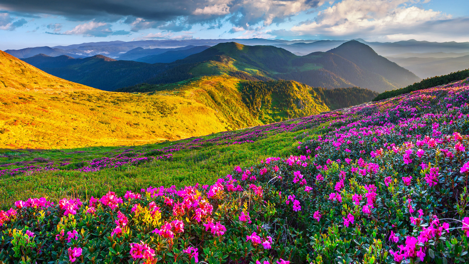 ['山景 草地 粉色鲜花 自然风景壁纸']