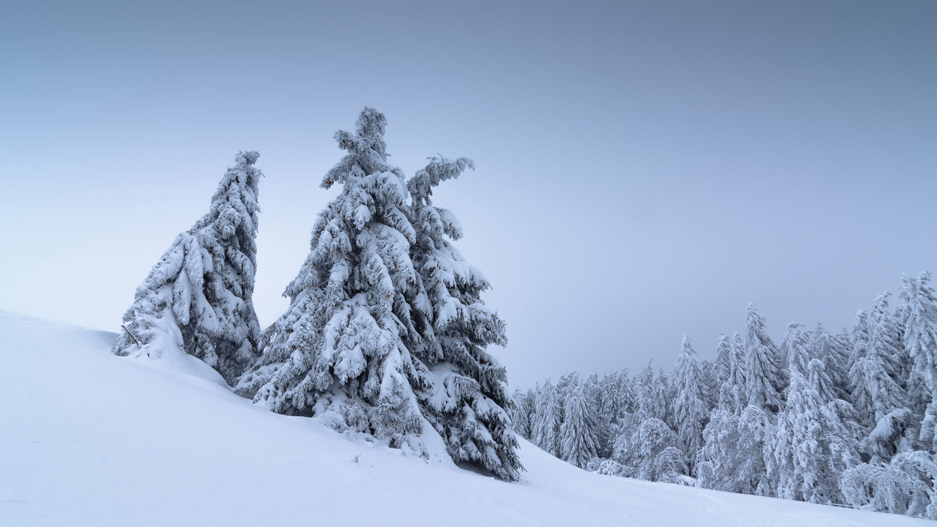 ['冬季雪景高清壁纸 自然风景树雪唯美桌面背景图']